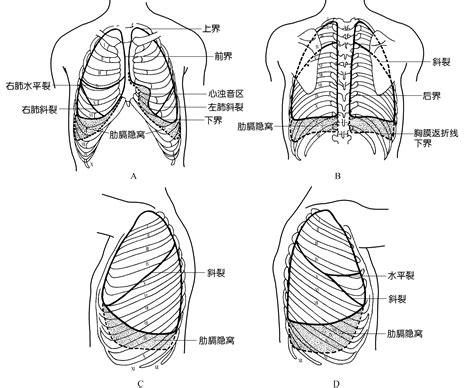 胸部位置|肺部